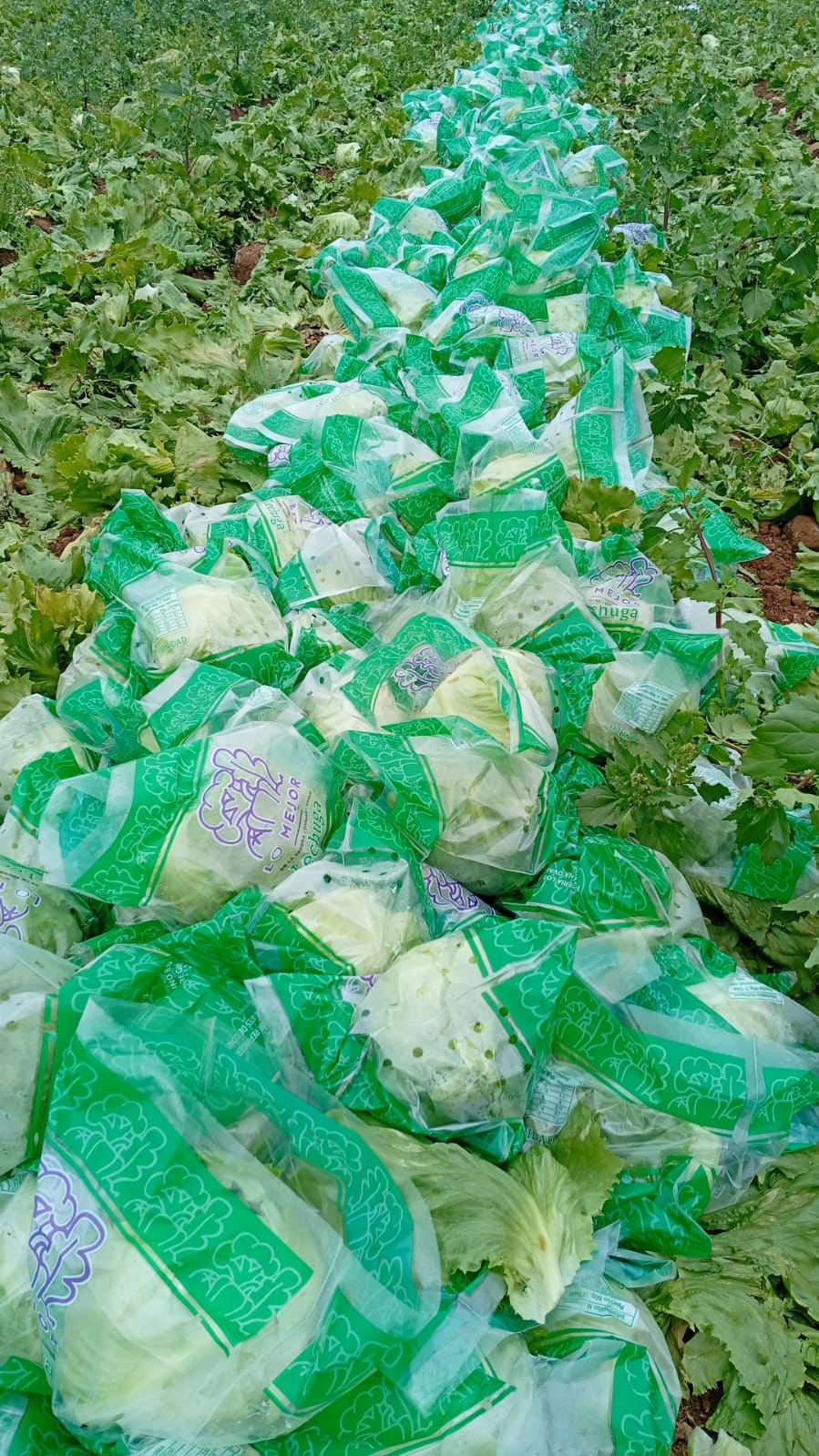 Lechugas embolsadas en campo listas para retiro