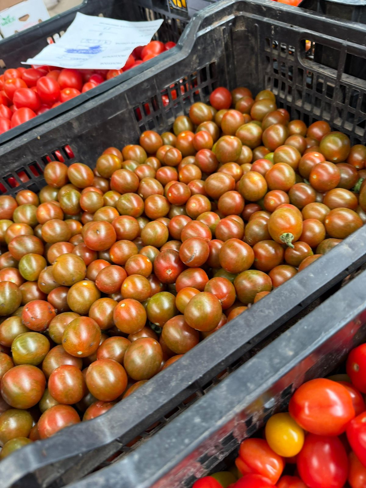 Tomates seleccionados en bins plásticos