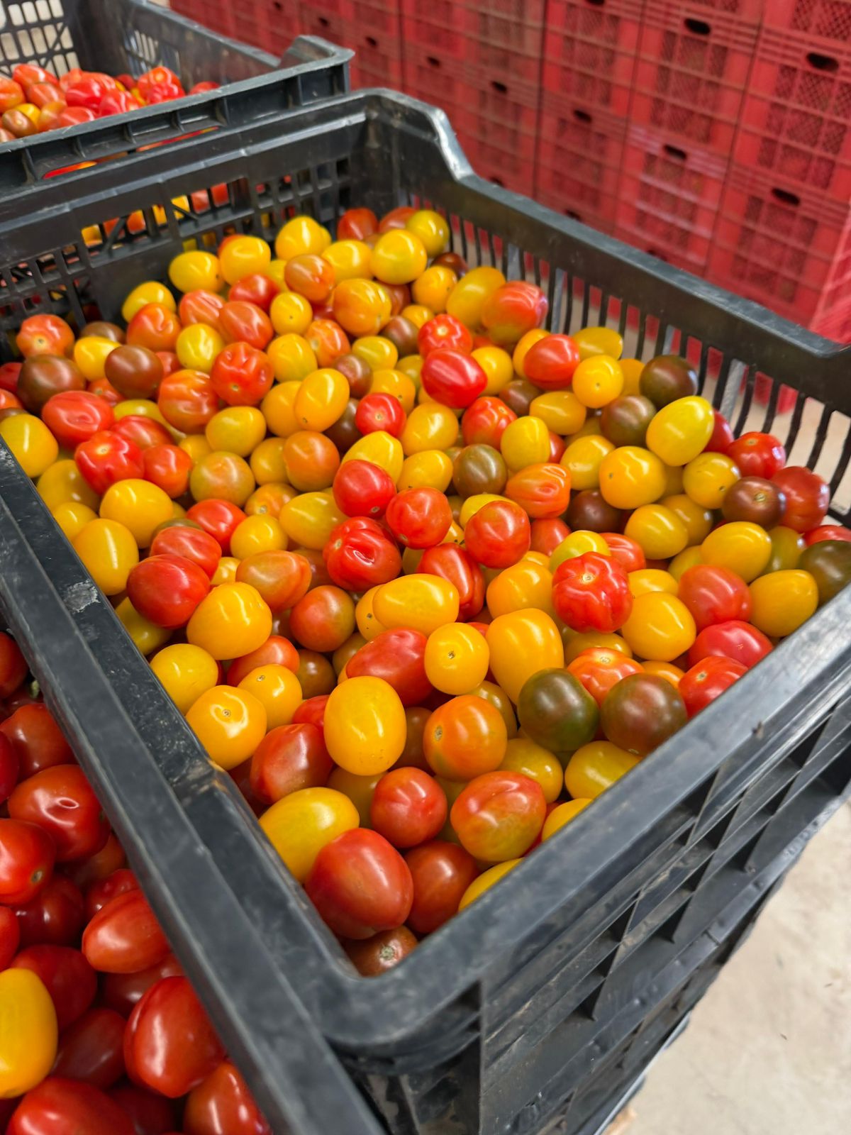 Tomates de colores seleccionados en caja