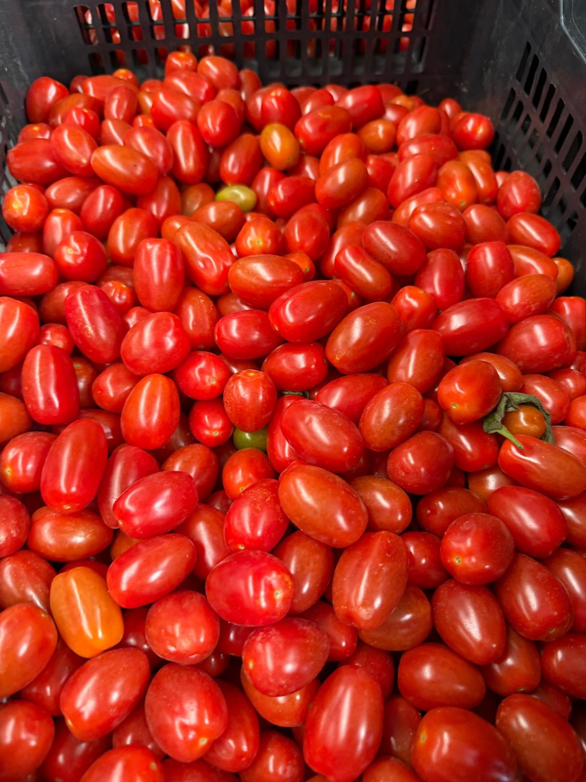 Tomates rojos en caja de cosecha